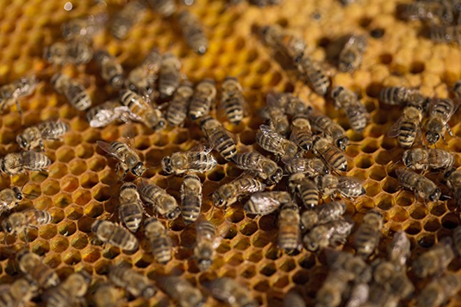 Photos: Local beekeepers and their hives