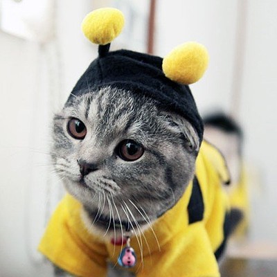 CAT FRIDAY: Cats in costumes Inlander photo contest!