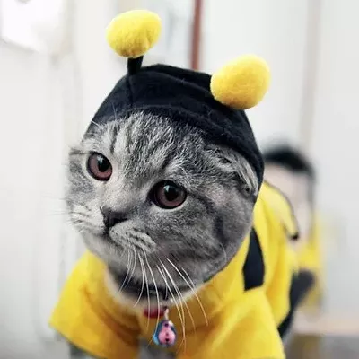 Image: CAT FRIDAY: Cats in costumes Inlander photo contest!