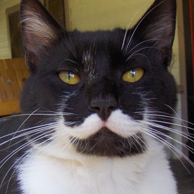 CAT FRIDAY: Cats with moustaches edition