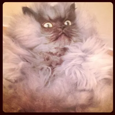 Image: CAT FRIDAY: Colonel Meow, Washington state's awesome-est celbri-cat.