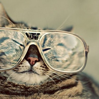 CAT FRIDAY: Hipster cat edition