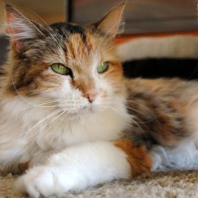 CAT FRIDAY: It's Adopt a Senior Pet Month, and Star needs a home