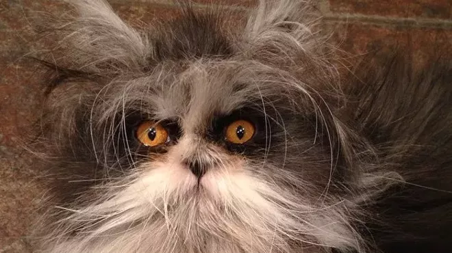 Image: CAT FRIDAY: Meet the Internet's latest feline sensation, Atchoum