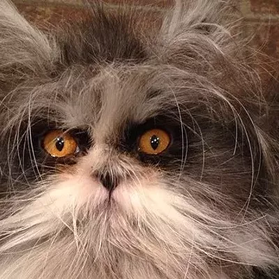 Image: CAT FRIDAY: Meet the Internet's latest feline sensation, Atchoum