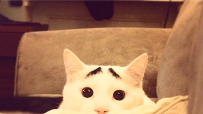 Image: CAT FRIDAY: Meet the Internet's next big viral kitty: Sam the Eyebrow Cat