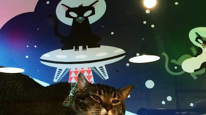CAT FRIDAY: Purringtons, the first Northwest cat cafe, opens this weekend