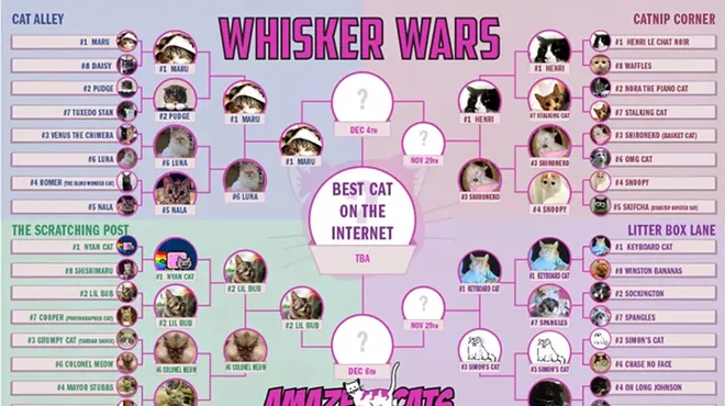 Image: CAT FRIDAY: The ultimate Internet cat showdown