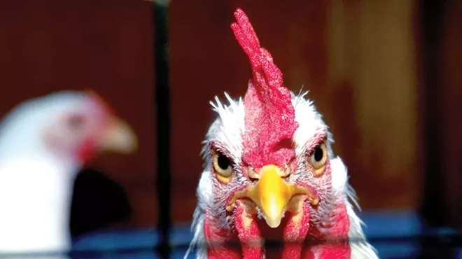 Image: Chicken From Scratch
