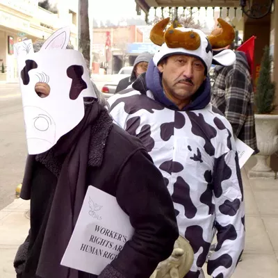 Image: Farm workers protest working conditions, one wears bovine costume
