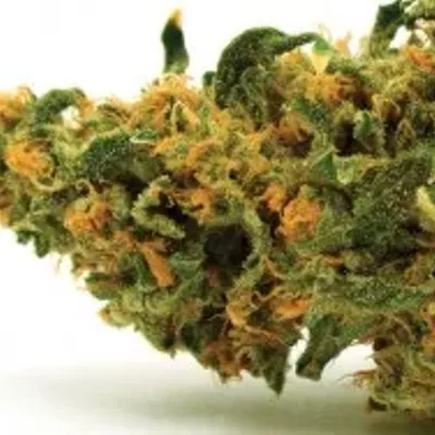 Image: Faux medical marijuana doesn't pass the sheriff's sniff test