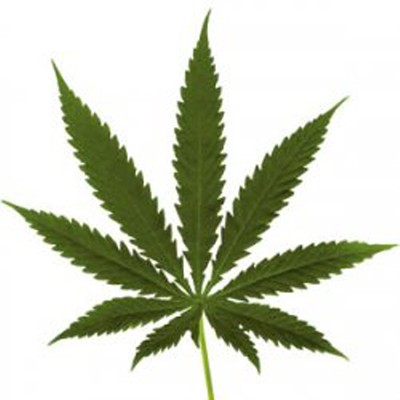 Liquor Control Board revises medical marijuana recommendations