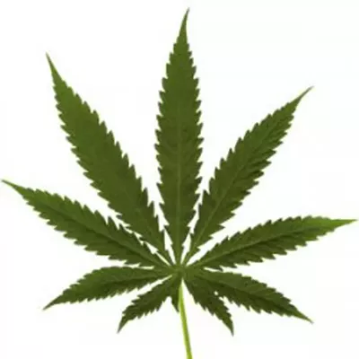 Image: Liquor Control Board revises medical marijuana recommendations