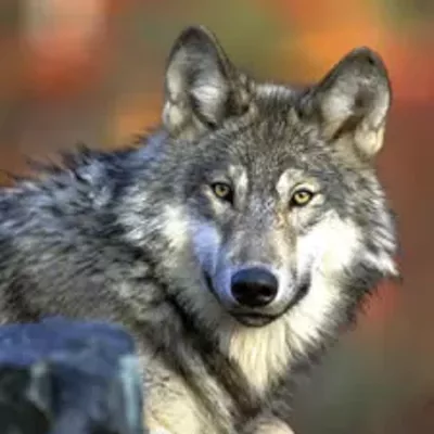 Image: MORNING BRIEFING: Wolf worries, a landslide and keeping up with the Joneses