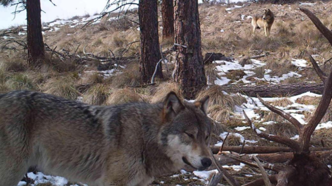 Wash. state wolf numbers, packs increase in new 2013 count