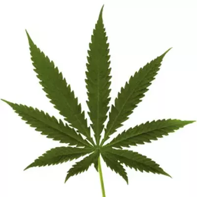 Image: NOW HIRING: The Liquor Control Board wants someone to lead pot regulation