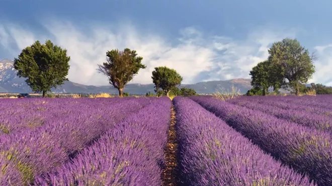 Image: Purple Palate Pleaser