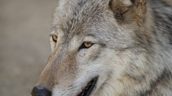 Wildlife groups seek restraining order to block wolf-hunting derby in Idaho