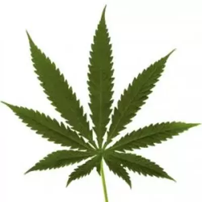 Image: State sets I-502 timeline, city and police talk pot policy