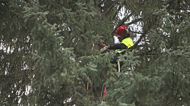 PHOTOS: U.S. Capitol Christmas Tree Cutting