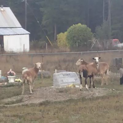 Image: Two unrelated tales about graves in yards