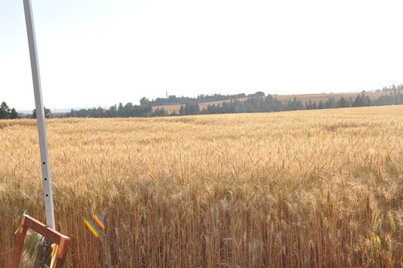 5fe39b97_our_beautiful_wheat_fields.jpg