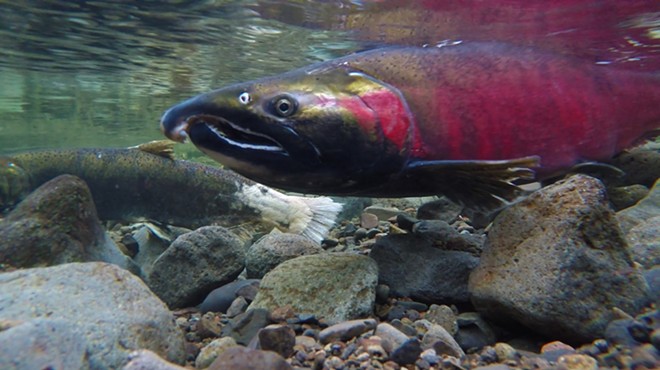 Leaders in Western Washington stand behind tribes as they advocate for better spawning conditions