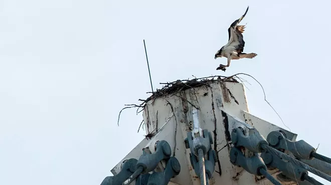 Image: There's an osprey family living at the top of the Riverfront Park Pavilion, and we've got pictures