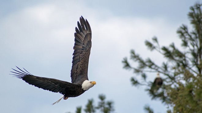 The eagles are back at Lake Coeur d'Alene, and we have pictures to prove it (5)