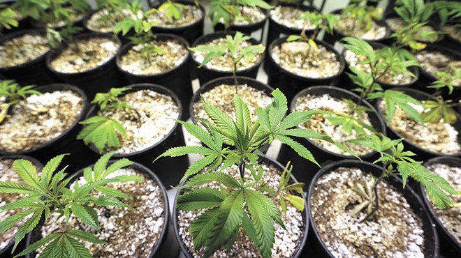 Efforts continue to allow people to cultivate their own weed