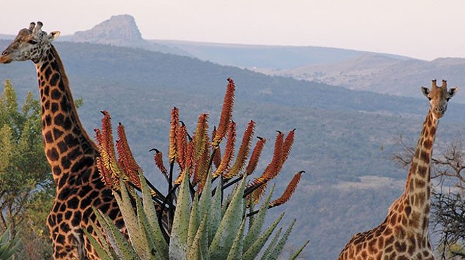 South Africa: An African Plant Safari