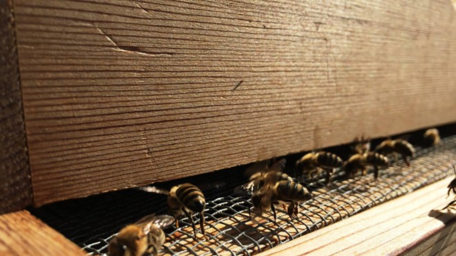 Being with bees: Gonzaga’s Hemmingson Center bees are preparing for summer