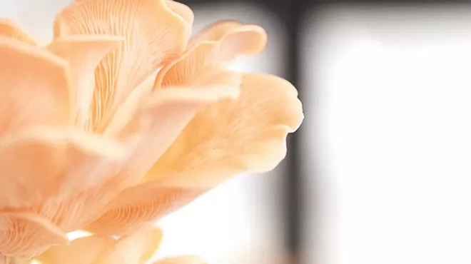 Meet two Spokane farms growing several uncommon yet versatile mushroom varieties