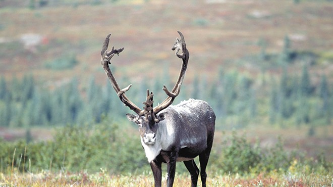 Where have all the caribou gone?