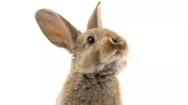 Image: The Rabbit
