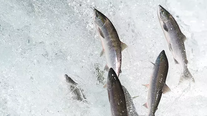 Image: FISH | The Long Swim Home