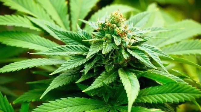 Image: List of places off-limits to cannabis shops may grow, depending on voters' wishes in November