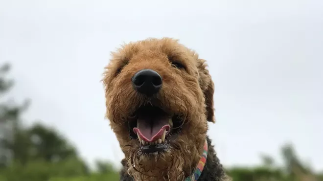 Image: Why Are Dogs So Friendly? The Answer May Be in 2 Genes