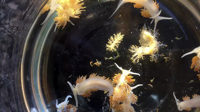 Image: After the Tsunami, Japan’s Sea Creatures Crossed an Ocean