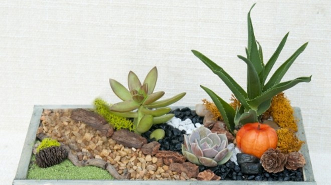 Plant Nite: Thanksgiving Succulent Planter