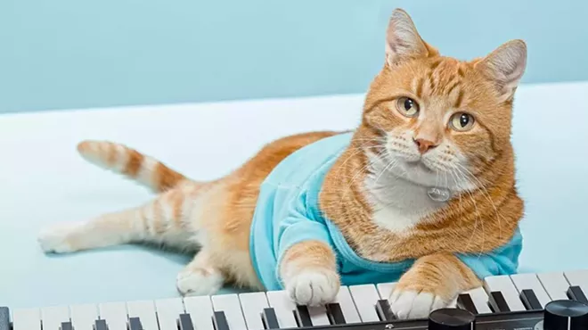 Image: CAT FRIDAY: Spokane's Keyboard Cat, Bento, has crossed the Rainbow Bridge