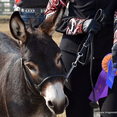 Chimera's Black Jake, Grand Champion Donkey in 2018