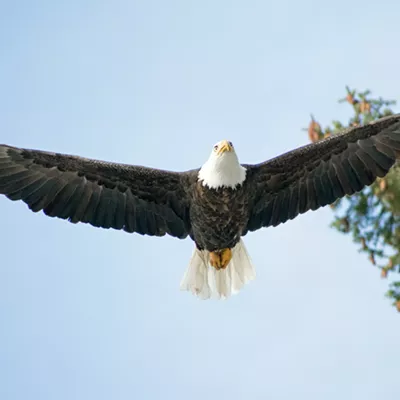 Image: Summer Bucketlist: Bird Gawking