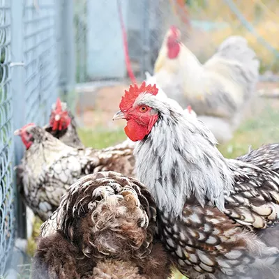 Image: A local chicken breeder explains why chickens can be your pets