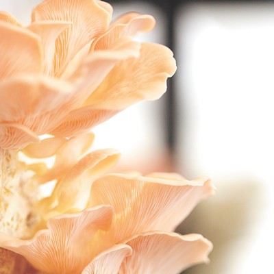 Meet two Spokane farms growing several uncommon yet versatile mushroom varieties