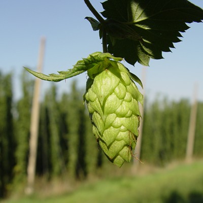 Celebrate the glory of fresh hop beers at the Lantern Tap House this weekend