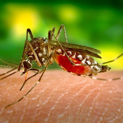 How worried should the Inland Northwest be about the Zika outbreak?