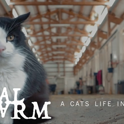 CAT FRIDAY: Mini-docu highlights SpokAnimal's Farm Livin' barn cat program