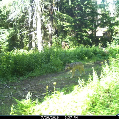 Image: UPDATED: A wolf was caught on camera passing through Mt. Spokane