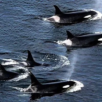 Image: $55 million returns zero change in Georgia, Alaska fishermen no match for gangs of whales, and morning headlines